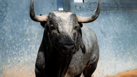 Estos son los ofensivos toros de Saltillo para una tarde de alto voltaje en Madrid: Horarios y dónde ver por TV