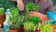 Esta jardinera explica una técnica que realmente funciona con cajas de cartón viejas