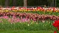 Parece Amsterdam pero no lo es: el parque que tiene más de 3,5 millones de tulipanes