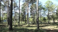 Los bosques mixtos, en el que viven especies de árboles de distintos tipos, solución a los incendios