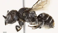 La abeja "Lucifer": descubren una nueva especie con "cuernos demoníacos"