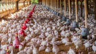 ¿Cómo sé si mis gallinas tienen la gripe aviar? El síntoma difícil de identificar que revela la enfermedad