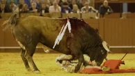 El cuerpo de Roca Rey dice basta: se pierde tres tardes clave del otoño taurino