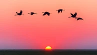 El mejor momento para ver la migración de aves en Cataluña durante el mes de otoño: estos son los lugares y el horario