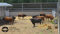 La velocidad de los toros de Álvaro Núñez examina mañana la destreza de los mozos en el cuarto encierro de San Fermín