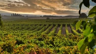 Los mejores vinos de España (sin mirar el precio): una selección por D.O. que prioriza la verdad del vino