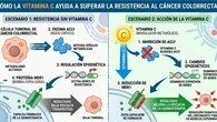 La vitamina C podría reducir la resistencia del cáncer colorrectal a la quimioterapia