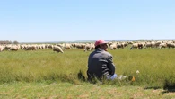 El insólito delito que vuelve a preocupar a Reino Unido: el robo de ovejas se dispara y golpea a los granjeros