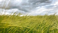 Tormenta perfecta en el sector de los cereales