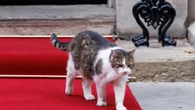El gato Larry, la criatura que dirige los designios de Downing Street