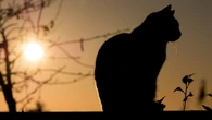El rencuentro de una mujer con su gato entre escombros horas después de un ataque ruso en Kiev cautiva a las redes