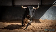 Estos son los impresionantes toros de Valdefresno y Couto de Fornilhos para esta noche en Las VentasTras