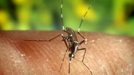 Este es el motivo por el que los virus no matan a los mosquitos