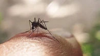 España, en alerta por el mosquito tigre: crece el riesgo de transmisión local de chikungunya