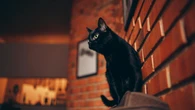 Por qué los gatos negros están asociados a la brujería: así nació el mito detrás su mala suerte