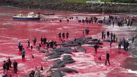 El mes pasado, la cacería de 700 delfines en las Islas Feroe desató la polémica: "La magnitud de estas matanzas supera ya los dos tercios del total", denuncia Sea Shepherd