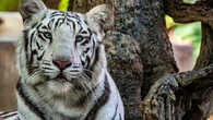 Un tigre de 280 kilos escapa en Alemania, hiere a un cuidador y acaba abatido