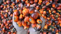 El aceite de palma sería responsable del 80% del aumento de la pérdida de biodiversidad desde 1995