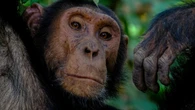 A diferencia de ti, los chimpancés están dispuestos a cambiar de opinión según este estudio