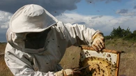 Un hombre cambia de vida después de haber estado a punto de perderla por una picadura de abeja: "No es una venganza"