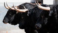 Estos son los ofensivos toros de Fuente Ymbro: Horarios y dónde ver por TV