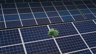 El inesperado efecto de los paneles solares en el desierto que ha sorprendido a los expertos: "Nacen oasis en medio de la nada"