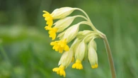 10 plantas perennes para plantar en septiembre y disfrutar de una espectacular floración primaveral