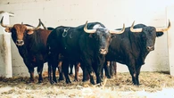 "Oyente", el pavoroso toro de Jandilla que dará el paso al "Pobre de mí" en Pamplona