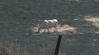 Animales y fuego