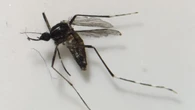 Detectan la expansión del mosquito del dengue en zonas donde nunca había llegado