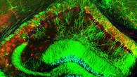 Tres investigaciones pioneras en salud mental