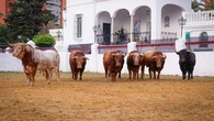 Los I Premios Malandro consagran a Aarón Palacio y a la Real Venta de Antequera en Sevilla