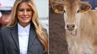 La vaca “Melania”, viral por su parecido con la primera dama, protagoniza el desfile del 4 de julio en EE. UU.