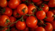 Los tomates marroquíes se sitúan por delante de los españoles en las cifras de exportaciones mundiales