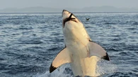 Hallazgo histórico en el Atlántico: un tiburón blanco gigante de 745 kg reaparece y sorprende a la ciencia marina