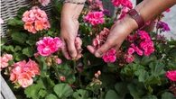 Las flores que puedes sembrar en septiembre y que darán mucho aroma a tu jardín todo el invierno