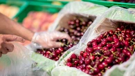 ¿Por qué aparecen cerezas dobles? El calor extremo del verano anterior y el estrés hídrico explican esta común anomalía