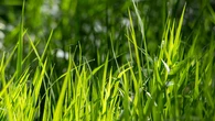 Elimina las malas hierbas de tu jardín en solo cinco minutos con este sencillo truco