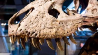 Descubren una nueva especie de dinosaurio gigante que pesaba hasta 28 toneladas