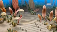 Descubren la evidencia más antigua de reproducción sexual sincronizada y es muy anterior a lo que pensábamos