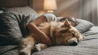 ¿Se ha muerto tu mascota? En esta empresa española ya podrás faltar una semana al trabajo por la pérdida de tu perro o gato