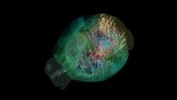 Estas 650.000 neuronas han sido “pilladas” durante la toma de decisiones en el mapa de la actividad cerebral más completo que tenemos