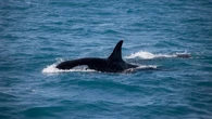 Así vivió un grupo de jóvenes en la costa de Lisboa el ataque de orcas a su velero: "Les echamos vinagre"