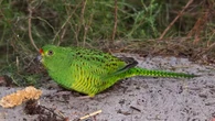 Una ave rara y hermosa, que se creía extinta, es redescubierta después de 100 años sin avistamientos