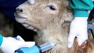 El Gobierno descarta medidas a corto plazo contra la lengua azul: cómo afecta al ganado y a los humanos esta enfermedad