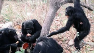 ¿Por qué los chimpancés lanzan piedras a los mismos árboles? El misterio que obsesiona a la ciencia