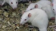 Una comunidad australiana vive atrapada en una plaga “horrible” de ratones: hornos infestados, cables roídos y miles de roedores por hectárea