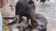 Muere una turista en la India al quedar atrapada en una pelea de elefantes amaestrados