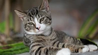 La ciencia descubre cómo comunicarte con tu gato