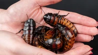 El hallazgo que ha dejado atónita a Australia: más de 100.000 cucarachas ilegales en una sola nave
